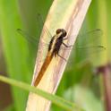 Erythemis peruviana (Flame-tailed Pondhawk) male.jpg